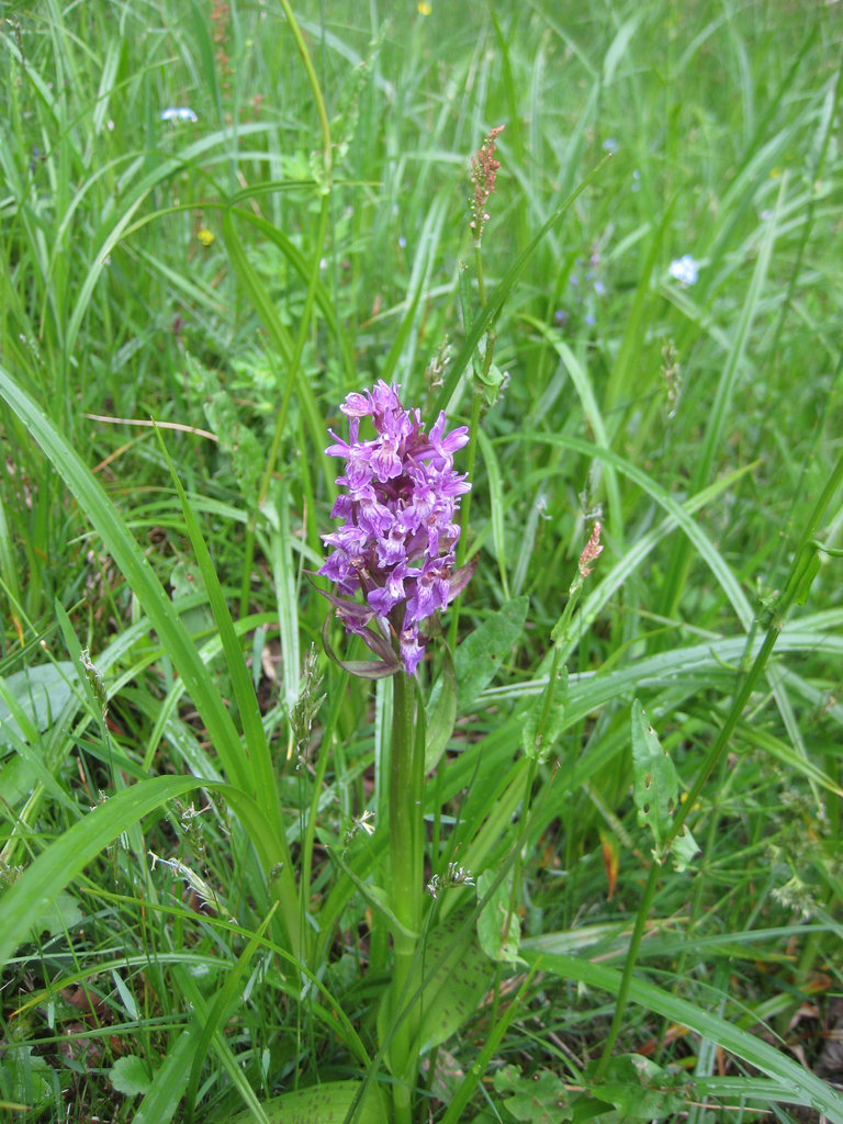 Knabenkraut, Orchis,