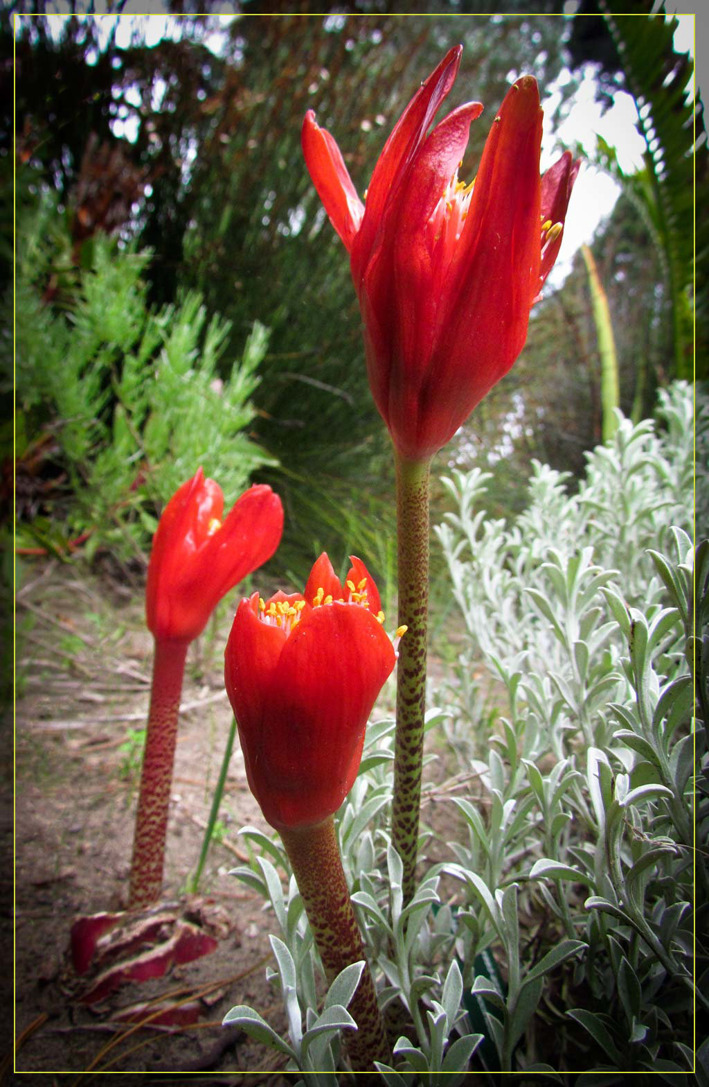 Fiery Red Blossoms