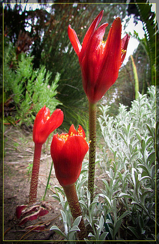 Fiery Red Blossoms