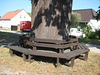 Ließen - Großer Baum,große Bank