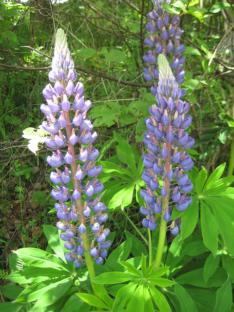 Lupine (Lupinus)