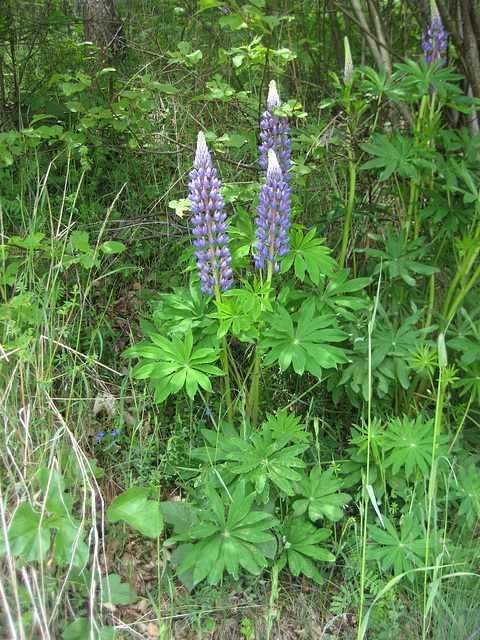 Lupine (Lupinus)