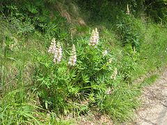 Lupine (Lupinus)