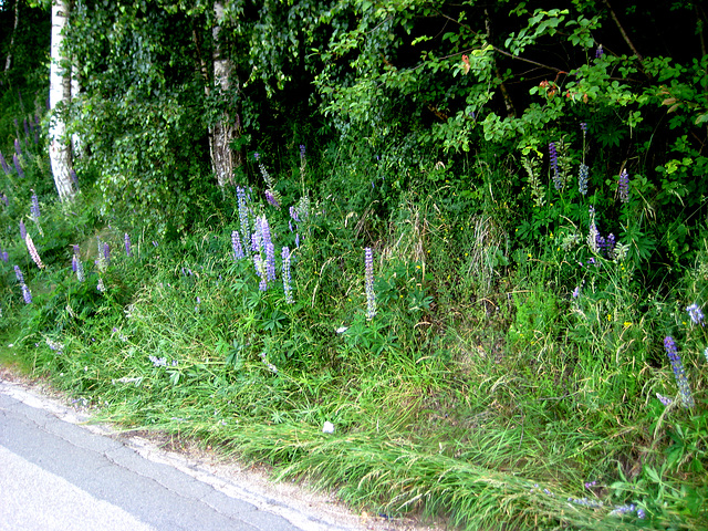 Lupinen (Lupinus)