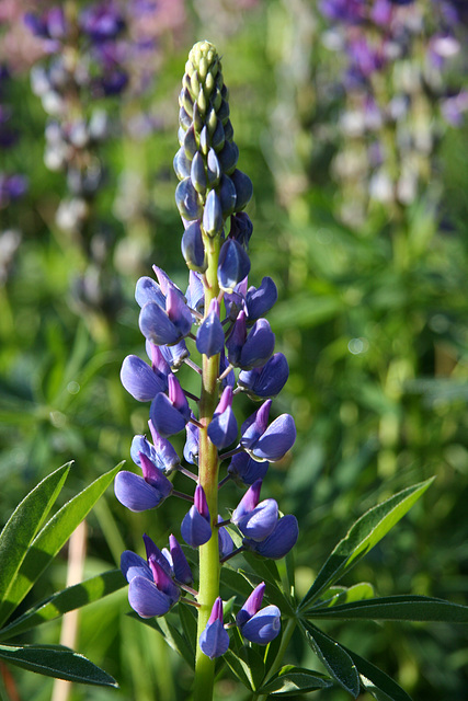 Lupines