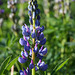 Lupines