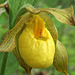 Large Yellow Lady's Slipper (Cypripedium parviflorum var. pubescens)