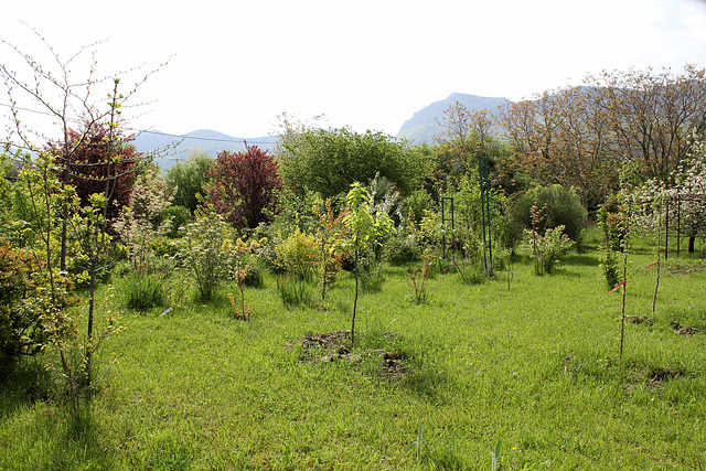 Vue d'ensemble de la dernière zone de plantation