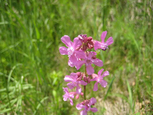 Pechnelke (Silene viscaria)