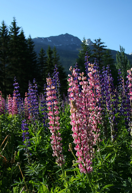 Lupines