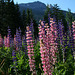 Lupines