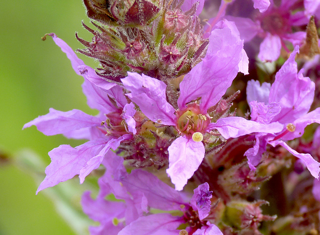 Purple Loosestrife