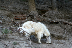 Mountain Goats (Oreamnos americanus)