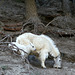 Mountain Goats (Oreamnos americanus)