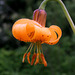 Columbia Lily (Lilium columbianum)