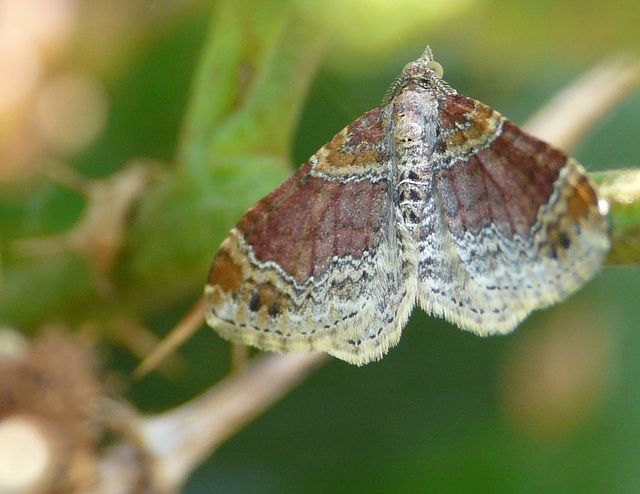 Red Twin-spot Carpet