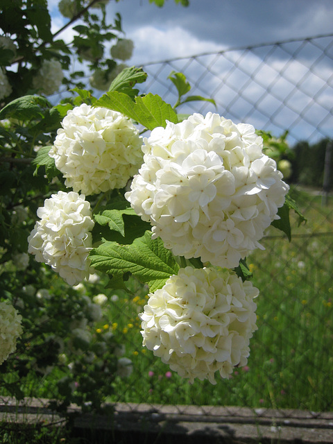 Schneeball (Viburnum)