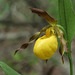 Large Yellow Lady's Slipper (Cypripedium parviflorum var. pubescens)