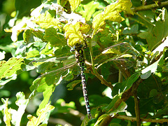 Southern Hawker