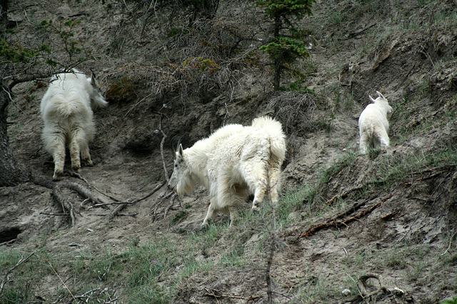 Mountain Goats (Oreamnos americanus)