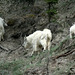 Mountain Goats (Oreamnos americanus)