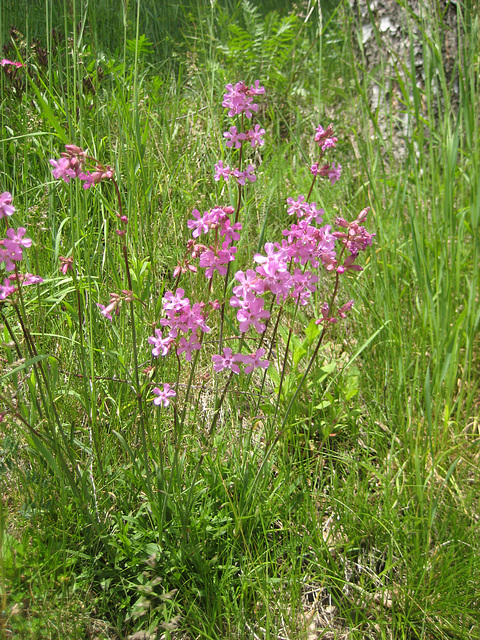 Pechnelke (Silene viscaria)