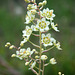 Alpine Death Camas (Zigadenus elegans)