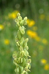 Green Bog Orchid (Platanthera huronensis)