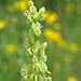 Green Bog Orchid (Platanthera huronensis)