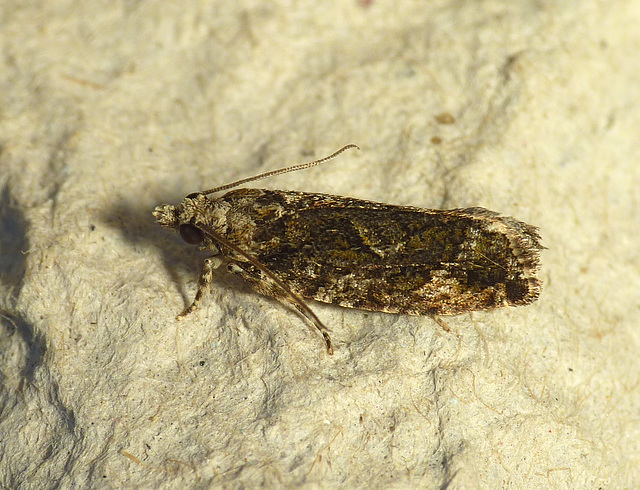 Zeiraphera isertana