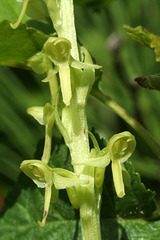 Slender Bog Orchid (Platanthera stricta)