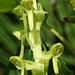 Slender Bog Orchid (Platanthera stricta)