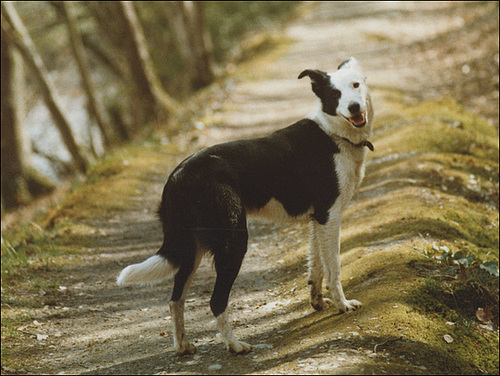 a real dog and a half