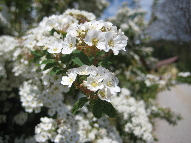 Spierstrauch (Spiraea)