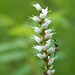 Alpine Bistort (Polygonum viviparum) and Mosquito