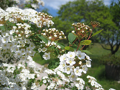 Spierstrauch (Spiraea)