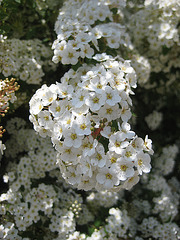 Spierstrauch (Spiraea)