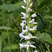 Tall White Bog Orchid (Platanthera dilatata var. dilatata)