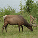 Bull Elk (Cervus canadensis) in Velvet