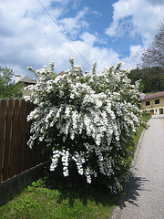 Spierstrauch (Spiraea)