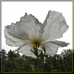 Translucence