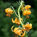 Columbia Lily (Lilium columbianum)