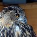 Eagle Owl: Birds of Prey @ Aillwee Caves