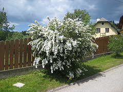 Spierstrauch (Spiraea)