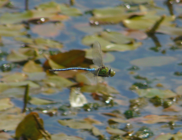Emperor Dragonfly in Flight