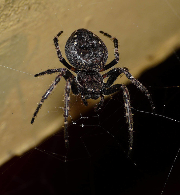 Walnut Orb Weaver Spider