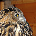 Eagle Owl: Birds of Prey @ Aillwee Caves