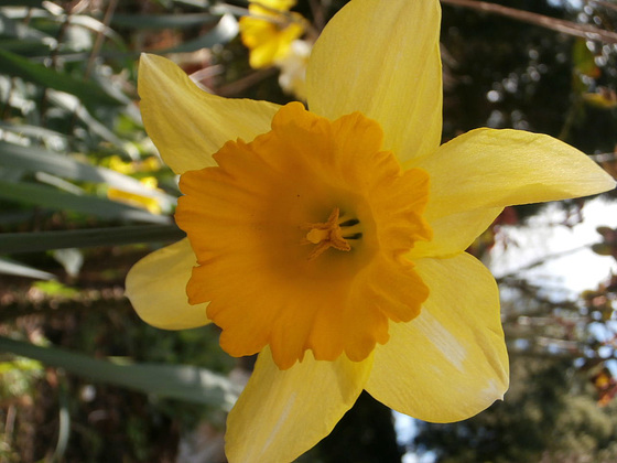 Traditional Daffodil