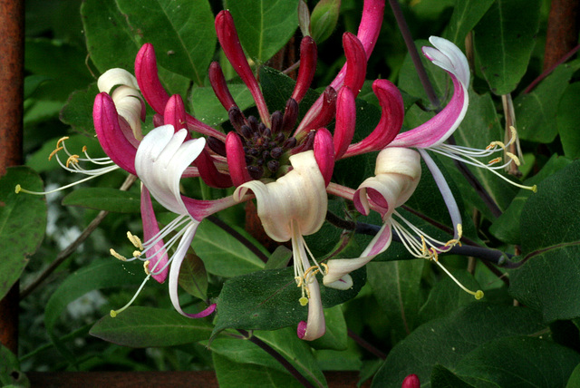 Honeysuckle