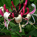 Honeysuckle